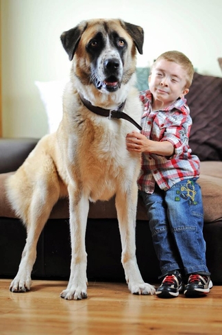 O cão de três patas, o menino e o exoesqueleto